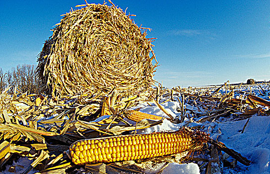 玉米田,冬天,曼尼托巴,加拿大
