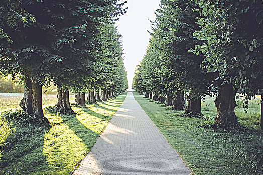 道路,酸橙树