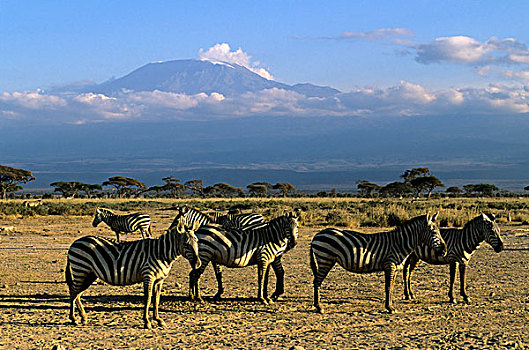 肯尼亚,安伯塞利国家公园,斑马,山,乞力马扎罗山,背景