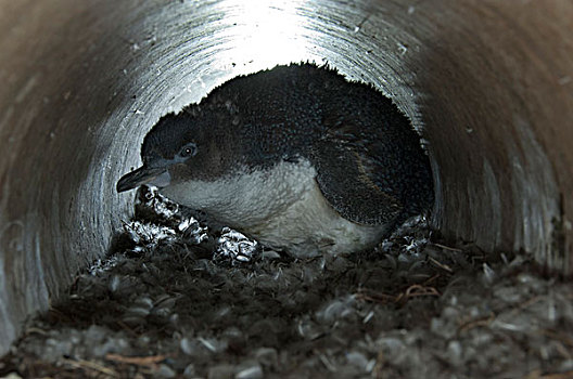 小蓝企鹅,幼禽,排水,道路,菲利普岛,澳大利亚