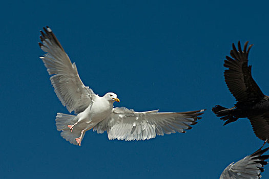 海鸥,双冠鸬鹚,飞,空中,湖,木头,安大略省,加拿大