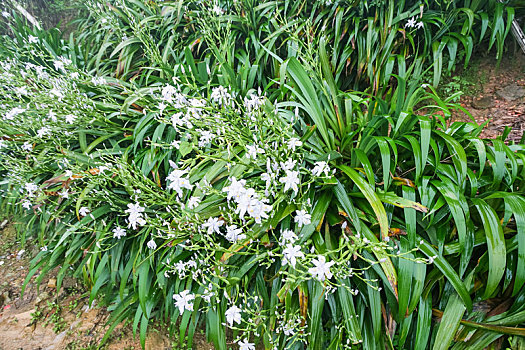 湿,绿色,灌木丛,白色,紫罗兰,花,百合