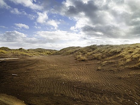 草,沙丘,新西兰
