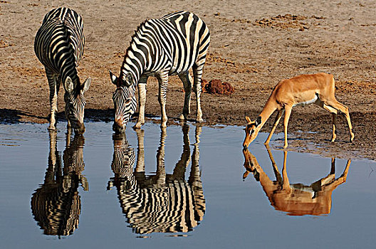 斑马,一对,黑斑羚,喝,水潭,博茨瓦纳