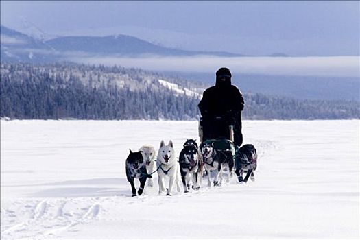雪橇狗,团队,育空地区,加拿大