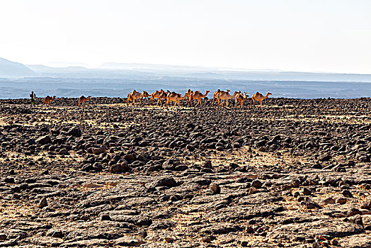 达纳基勒,埃塞俄比亚,非洲,陆地,石头,沙漠,骆驼,驼队,留白