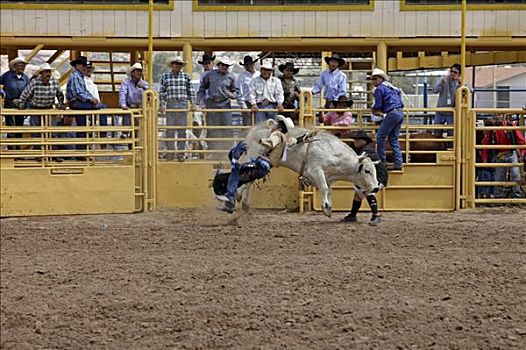 牛仔,落下,弓背跃起,公牛,亚利桑那,美国