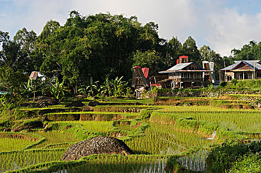 稻米梯田,靠近,苏拉威西岛,印度尼西亚,东南亚