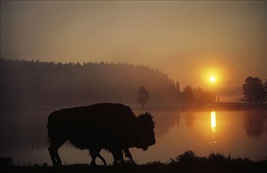 美洲野牛,野牛,剪影,黎明,黄石国家公园,怀俄明