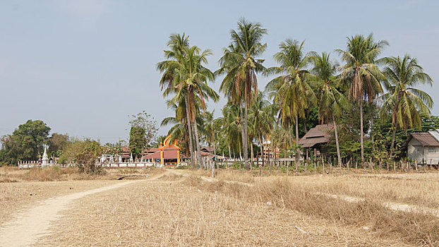 寺庙,棕榈树,岛屿,老挝,亚洲