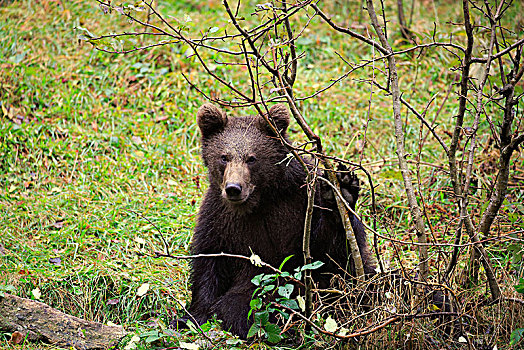 欧洲,棕熊,熊,小动物,巴伐利亚森林国家公园,德国
