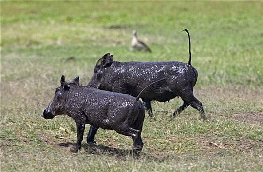 肯尼亚,安伯塞利国家公园,两个,普通,疣猪,尾部,直立,打滚,泥,沐浴