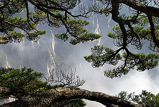 透过松杆看黄山云海,山峰