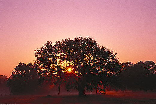 日落,后面,橡树,塔拉哈西