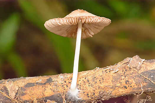 十一级台阶电视剧全集