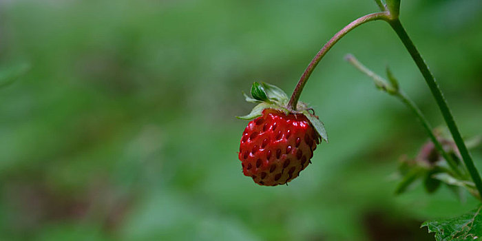 红色,成熟,野草莓