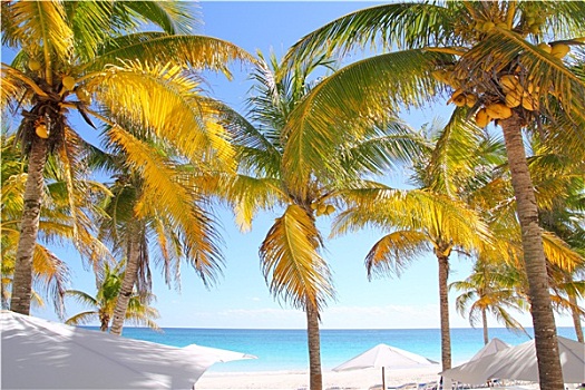 椰树,树,加勒比,热带沙滩