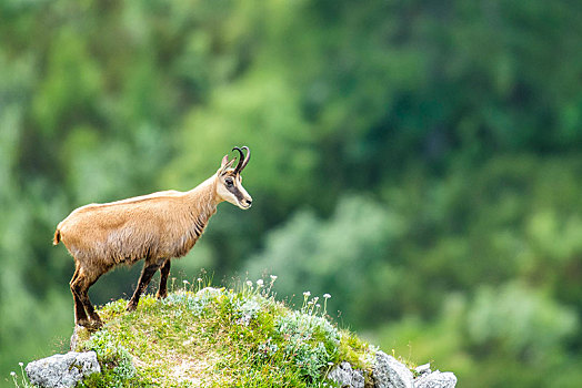 岩羚羊,臆羚,站立,石头,贝希特斯加登,阿尔卑斯山,奥地利,欧洲