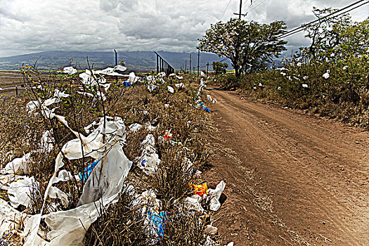 夏威夷,毛伊岛,垃圾掩埋场,灌木,树,遮盖,垃圾,塑料袋