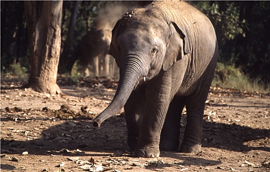 幼小,大象,印度