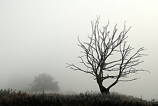 树,雾,中间,生物保护区,萨克森安哈尔特,德国,欧洲