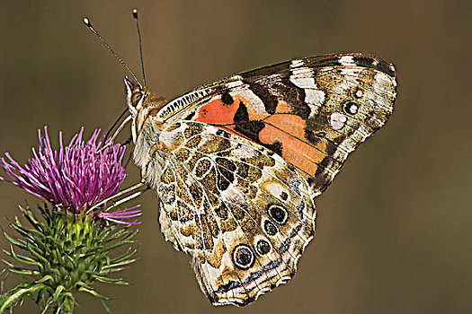 姬红蛱蝶,安大略省,加拿大