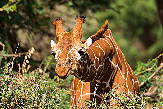 网纹长颈鹿,长颈鹿,吃,萨布鲁国家公园,肯尼亚,非洲