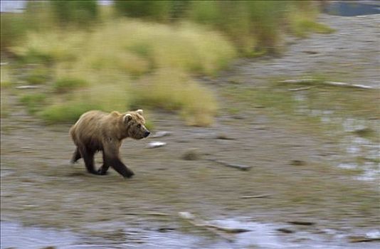 大灰熊,棕熊,青少年,卡特麦国家公园,阿拉斯加