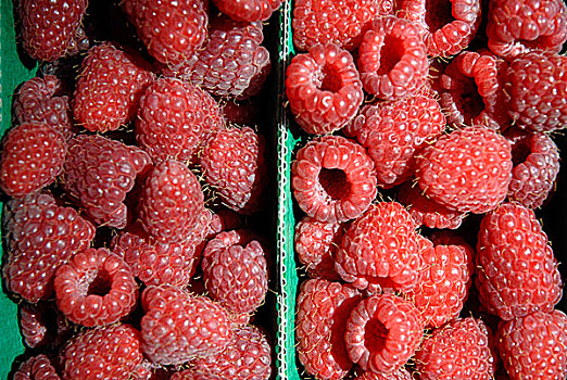 树莓,博罗市场