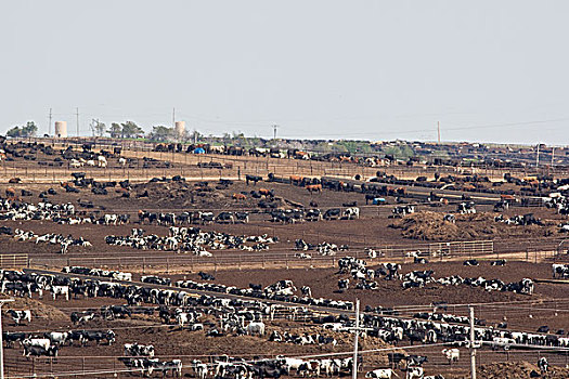 大,牛,饲育场,城市,堪萨斯