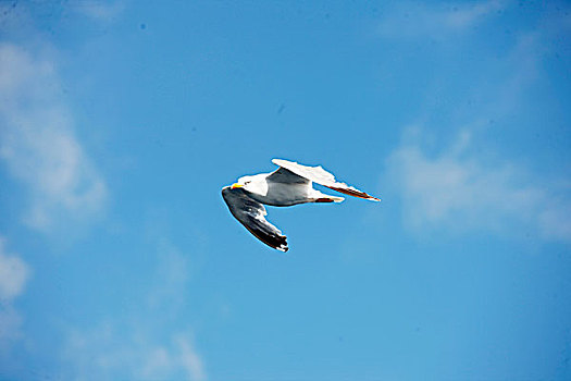 seagull,north,sea,北海,海鸥