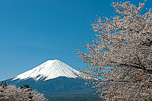 樱花,湖,山,富士山
