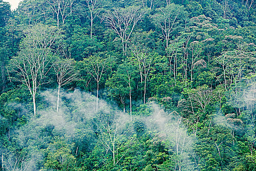 雨林,雾,科尔科瓦多,国家公园,哥斯达黎加,中美洲