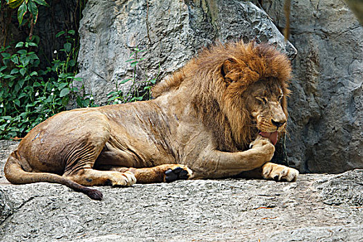 大,狮子,躺着,石头