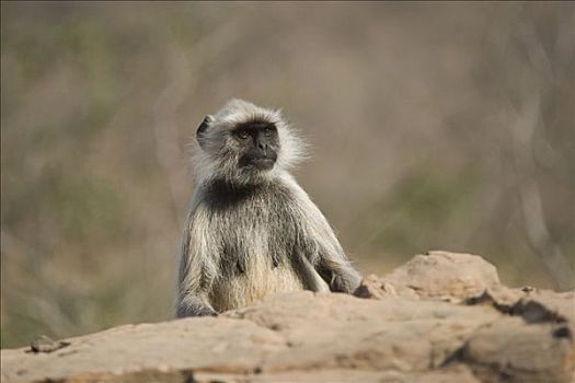 哈奴曼,叶猴,普通,长尾叶猴,伦滕波尔国家公园,拉贾斯坦邦,印度