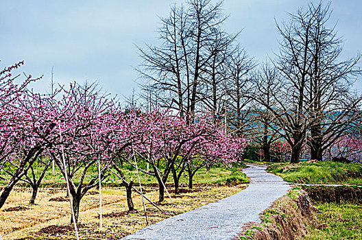 田园小路