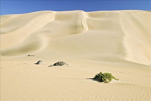 沙丘,禁止,区域,纳米比亚,非洲