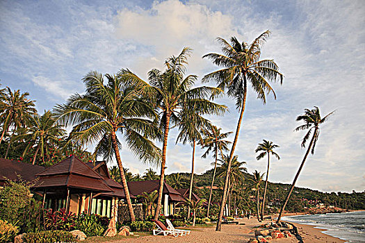 泰国,苏梅岛,海滩,棕榈树,胜地