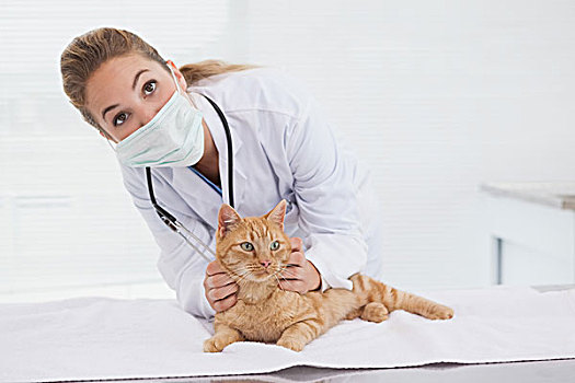 兽医,给,猫,检查