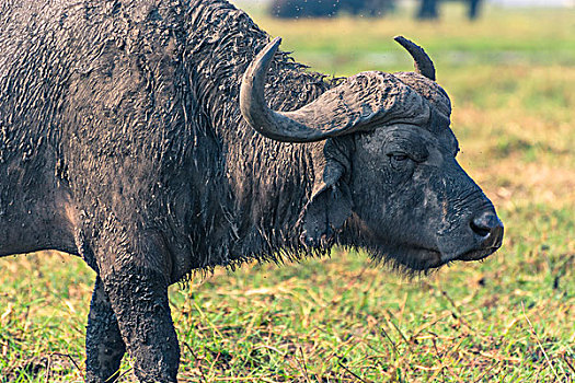 博茨瓦纳,乔贝国家公园,老,雄性,南非水牛,非洲水牛,岸边,乔贝,河