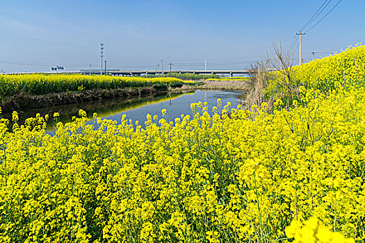 家乡的油菜花