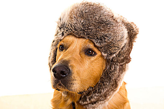 猎犬,狗,有趣,冬天,毛皮,帽,头像
