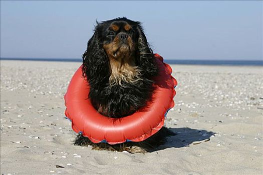 查尔斯王犬,游泳,海滩