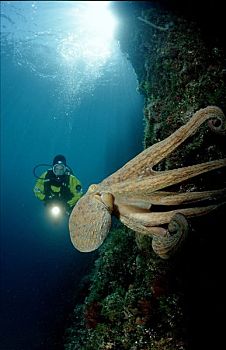 章鱼,潜水者,真蛸