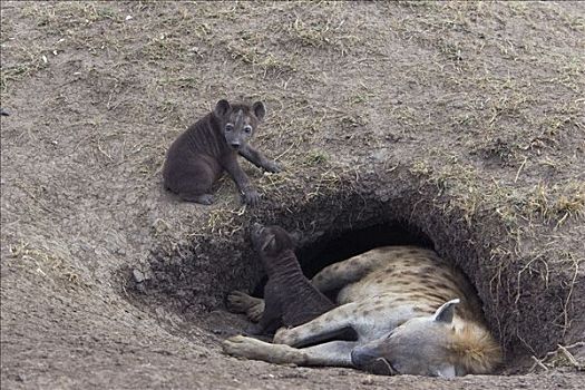 斑鬣狗,星期,老,巢穴,母兽,马赛马拉国家保护区,肯尼亚