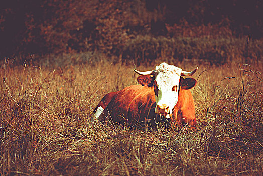 母牛,卧,草地