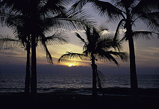 剪影,棕榈树,树,波多黎各,墨西哥