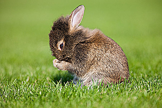 一只,兔子,清洁
