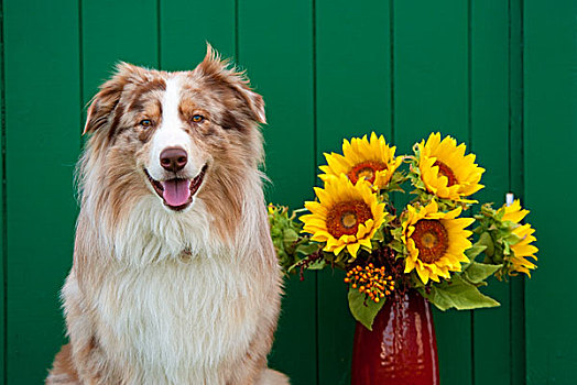 澳洲牧羊犬,狗,花