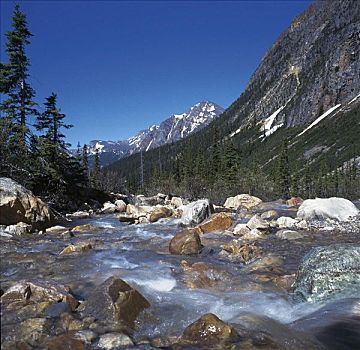 河,白浪,急流,树,山峦,顶端,松柏科,艾伯塔省,加拿大,北美